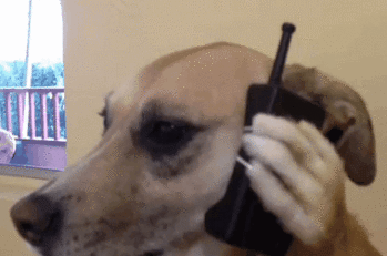 A dog holding a phone up to his head.