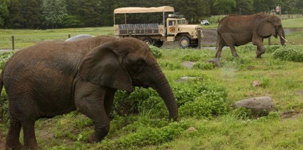 Two elephants walking among green grass and a tan truck in the background.