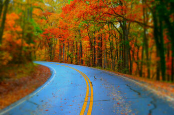 A beautiful road in Modoc, SC